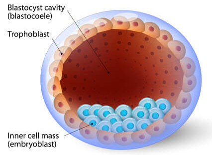 blastocyst treatment in kenya